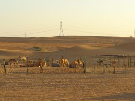 the camels in the desert