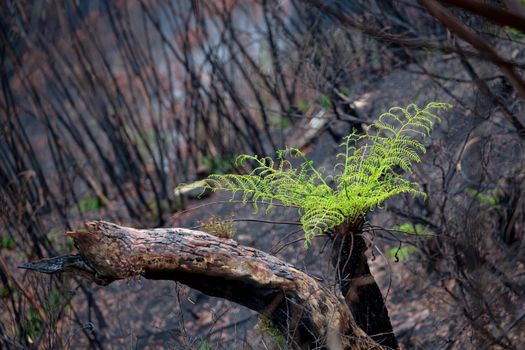 A tree fern flourishes after bush fires in Australia.  Burnt trees sprout new growth and small grasses emerge from ashen grounds. This is a steep slope at a cliff face
