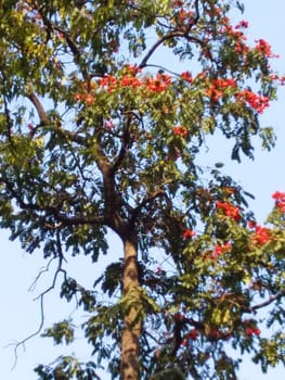 Butea monosperma, flame of the forest, or palash tree