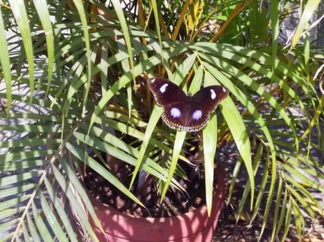 a plant in the flower pot