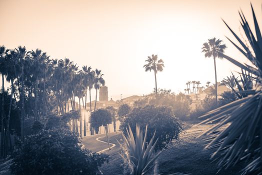 Stylized picture of palms on Tenerife Island, Spain