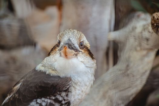 Close up portrait of a Laughing Kookaburra sitting on a tree and looking at the camera.