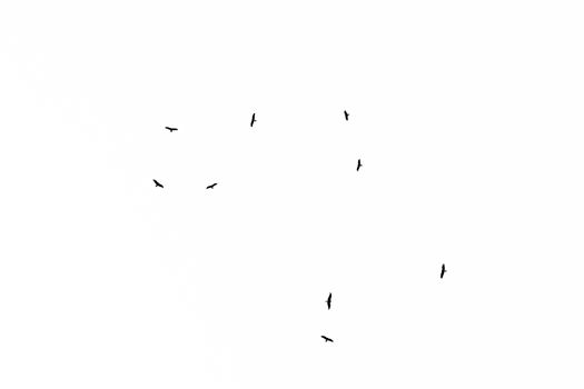 Low angle view of a flock of western marsh harrier flying in the sky. Black and white silhouette.