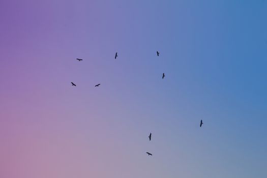 Low angle view of a flock of western marsh harrier flying in the sky. Pink, blue and purple tone.
