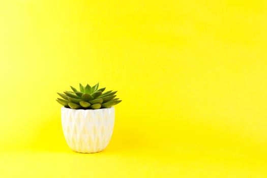Trendy succulent Haworthia cymbiformis in white flower pot on yellow background, copy space. For social media, poster, interior, blog, flower shop. Home gardening concept. Horizontal.