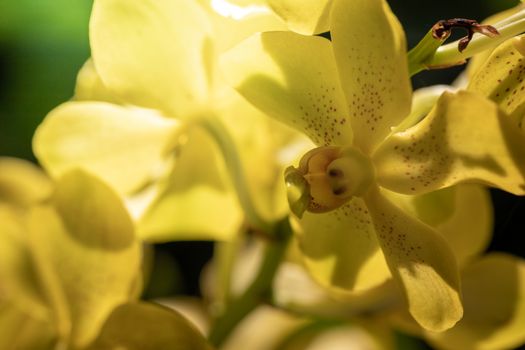 Beautiful blooming orchids in forest, On the bright sunshine