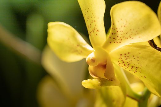 Beautiful blooming orchids in forest, On the bright sunshine