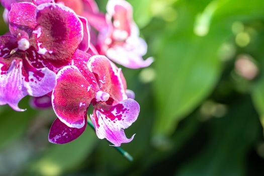 Beautiful blooming orchids in forest, On the bright sunshine