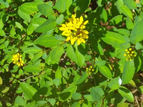 yellow flowers in green bushes