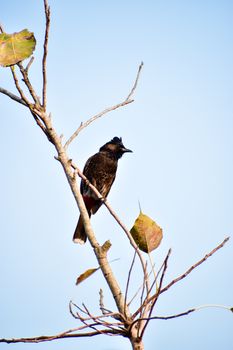 Bird sitting on a tree branch. Blue sky background in summer. Kumarakom Bird Sanctuary, Kerala India South Asia Pacific