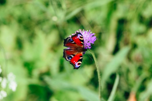 Aglais io or european peacock butterfly sitting on the pink flower