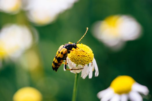 Spotted longhorn beetle sitting on the chamomile flower