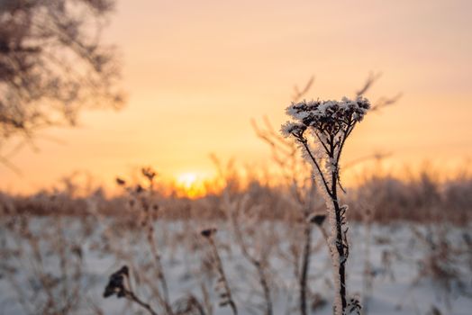 Frosted meadow flowers in the sunset light