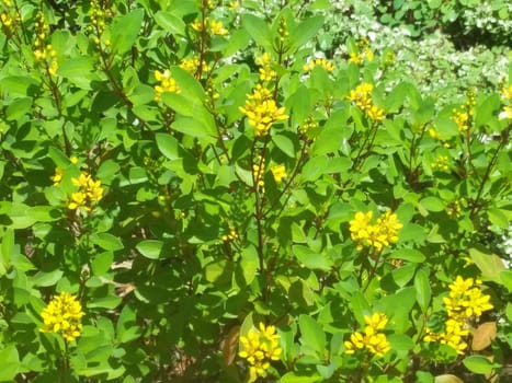 yellow flowers with green bushes