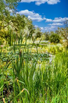 Cattails and grasses in a wetland marsh
