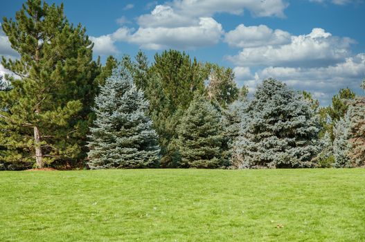 Green evergreen trees on a green grass hill in a park