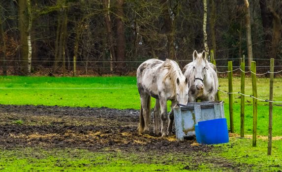 white horses eating hay out of a basket together in the pasture, pet and animal care