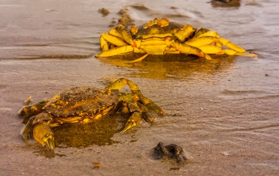 closeup of two beach crabs, common crustacean specie from the northern sea, The Netherlands