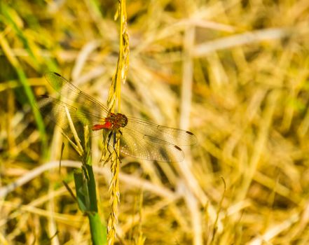 closeup of a ruddy darter from the back, fire red dragonfly, common insect specie from Europe