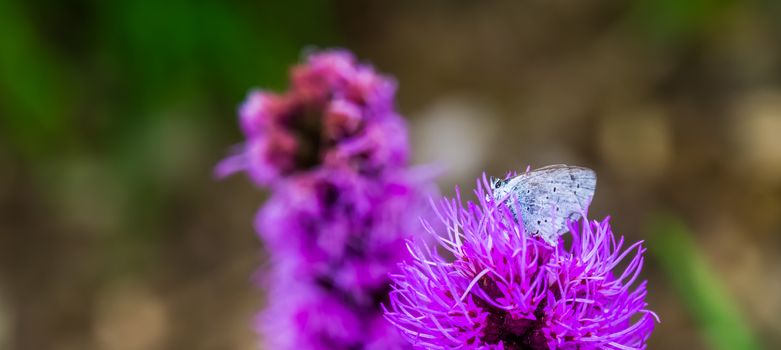 Holly blue butterfly in macro closeup, common insect specie from Eurasia