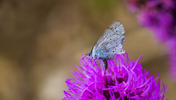 macro closeup of a holly blue butterfly, common insect specie from Eurasia