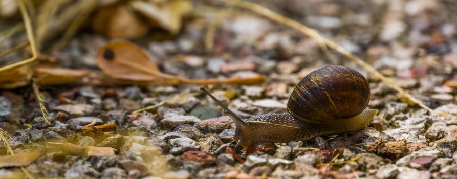 Closeup of a roman snail, common and popular slug specie from Europe