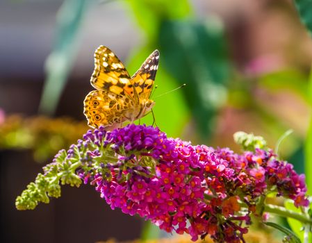 Beautiful closeup of a painted lady butterfly sitting on the flowers of a summer lilac plant, common cosmopolitan insect specie