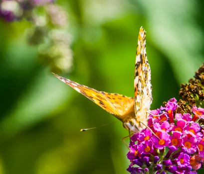 beautiful front closeup of a painted lady butterfly, common cosmopolitan insect specie