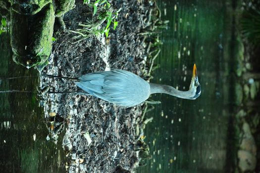 Gray heron in the pond looking for food in Mexico