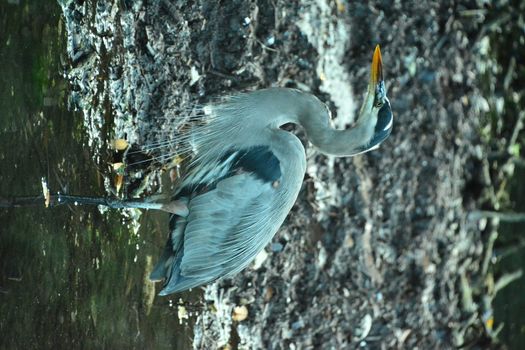 Gray heron in the pond looking for food in Mexico