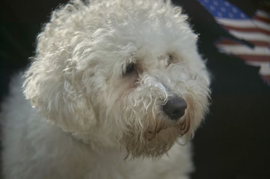 Dog poodle specimen on a leash during a dog show