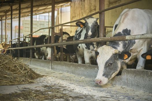 Cows in the stable inside the fence for the production of meat