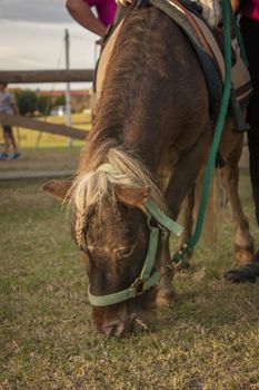 Brown horse enclosed in a fence inside a farm in Italy