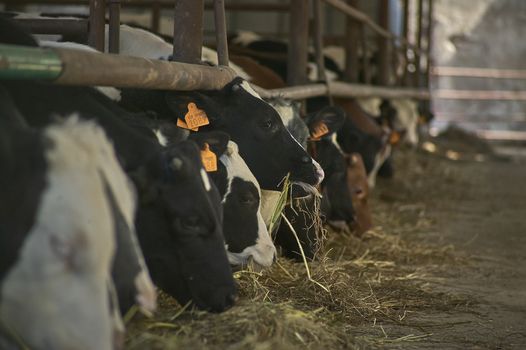 Cows in the stable inside the fence for the production of meat