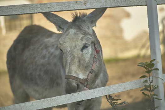 Gray donkey in the enclosure inside a farm in Italy