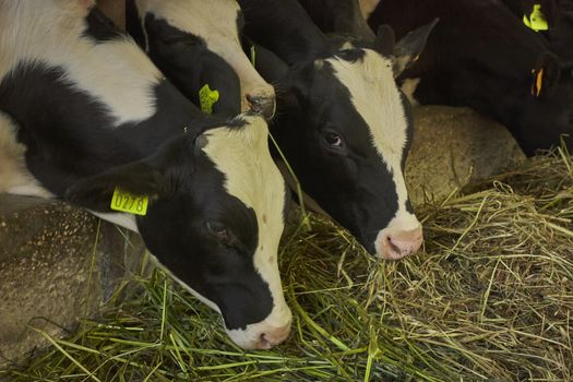 Cows in the stable inside the fence for the production of meat