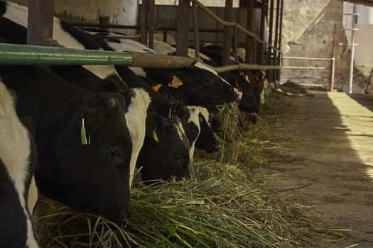 Cows in the stable inside the fence for the production of meat