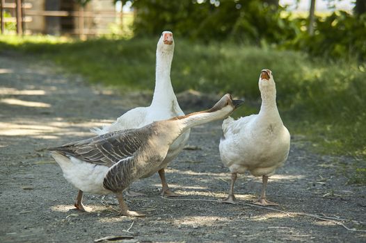 Wild geese in groups move among the vegetation looking around