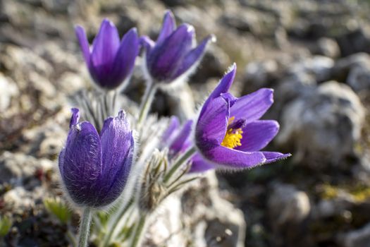 pasque flowers outdoor in spring