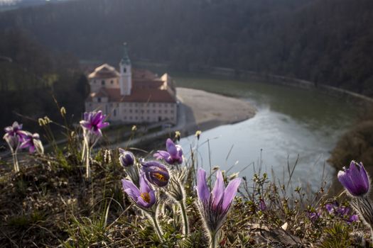 pasque flowers outdoor in spring