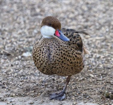 Red-billed teal or red-billed duck, anas erythrorhyncha, standing on the ground