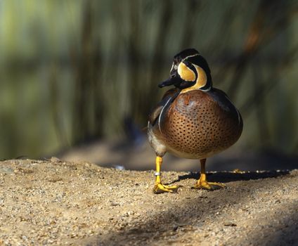 Baikal teal duck, sibirionetta formosa, standing on the ground