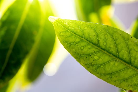 Close Up green leaf under sunlight in the garden. Natural background with copy space.