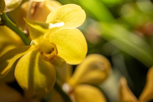 Beautiful blooming orchids in forest, On the bright sunshine