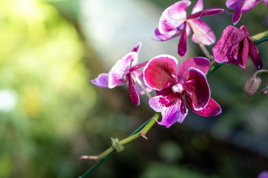 Beautiful blooming orchids in forest, On the bright sunshine