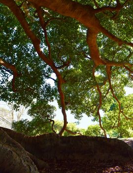 A 100 year old, very large fig tree