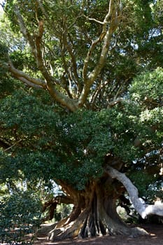 A 100 year old, very large fig tree