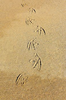 Pelican foot prints in the sand.