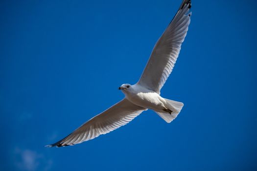 A seagull with its wings fully outstretched is gliding through the air in a blue sky, seen from below.