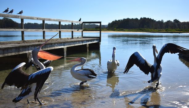 A group of pelicans at a wharf